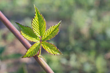 Stem with one young fresh green leaf of dewbarry