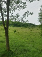 green garden in the forest. meadow in summer season