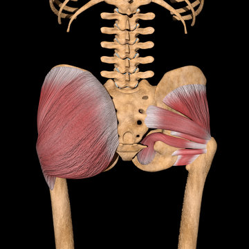 3d Illustration of the Deep Gluteal Muscles on Skeleton
