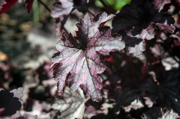 Leaf of an ornamental shrub in spring