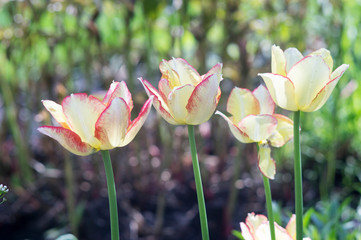 pink and yellow tulips