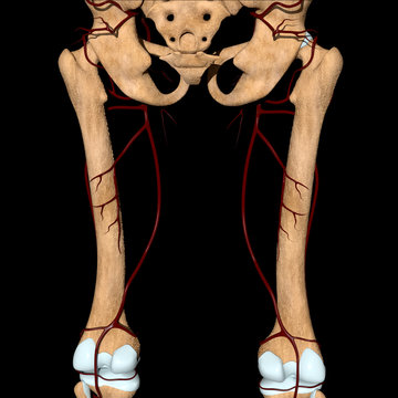 3d Illustration Of The Femoral Artery On Bones Back View