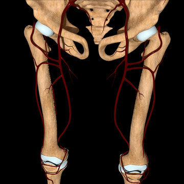 3d Illustration Of The Femoral Artery On Bones