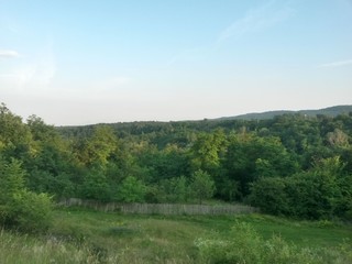 Obraz premium green garden in the forest. meadow in summer season