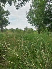 green garden in the forest. meadow in summer season
