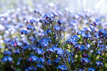 Obraz premium blue flowers forget-me-nots (Myosotis Sylvatica) in the field or garden