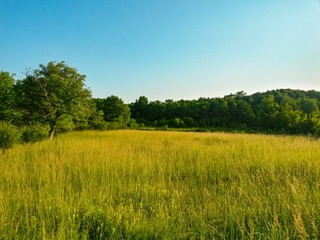 Fototapeta premium green garden in the forest. meadow in summer season
