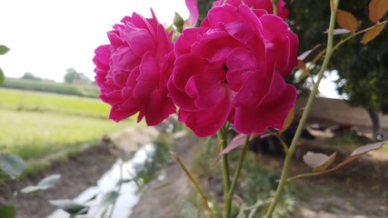 Red rose flower bloom on a background of blurry red roses in a roses garden.