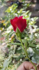 Red rose flower bloom on a background of blurry red roses in a roses garden.