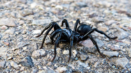Spinne