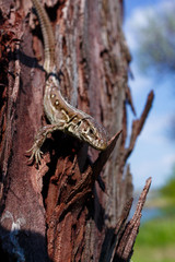 Green forest lizard, sitting on a tree. Wild lizard green. A brown-green lizard sits on a tree. Zootoca vivipara. Lizard from central Europe.