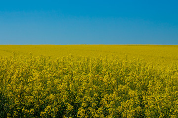 Field of yellow oilseed rape against clear blue sky, Brassica napus