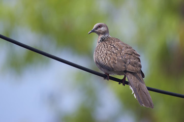 Spotted Dove