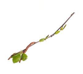 Plant branch with buds and small leaves isolated on white background