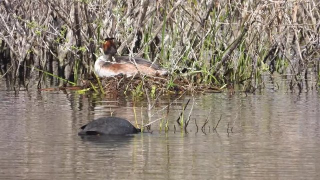 Haubentaucher&nbsp;(Podiceps cristatus) b&uuml;tet