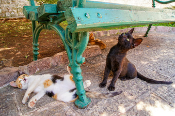 Gatos de Kotor