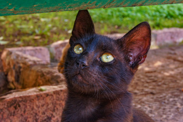 Gatos de Kotor