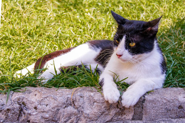 Gatos de Kotor