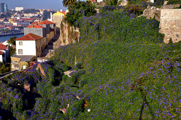 Fototapeta premium Porto, Portugal - August 17, 2015: Focus a set of buildings covered with blue flowers. It is Ipomea, also called volubilis or blue bindweed.