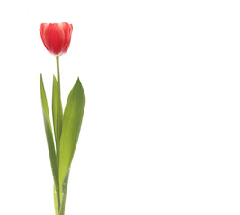 Red tulip closeup isolated on white background.