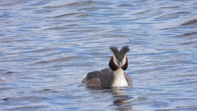 Haubentaucher&nbsp;(Podiceps cristatus)