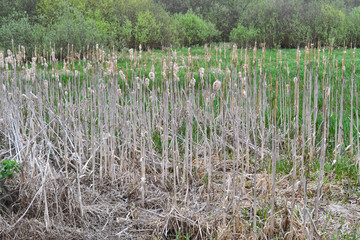 Dry cane texture. Reed fence. The roof is covered with reeds. Dry grass.