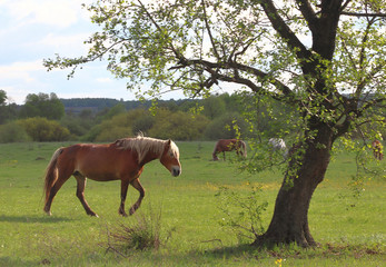 Horses graze in a green meadow near the forest.In the foreground, a tree and a horse passing by.