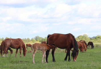 Fototapeta na wymiar On a spring green meadow, red-colored horses graze during the day. In the foreground, a foal is sucking milk from a Mare.