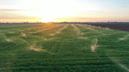 Irrigation systems are in grass field at sunset. Aerial view. Agricultural activity.  Spring landscape. © recep aktas