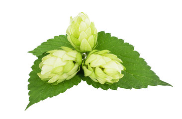 Heap of hop cones close-up isolated on white background