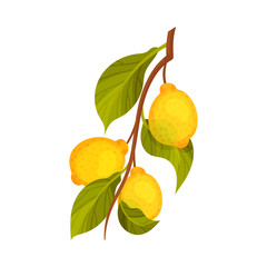 Lemon Branch with Mature Fruits Hanging Vector Illustration