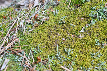 tree bark covered with spring moss background