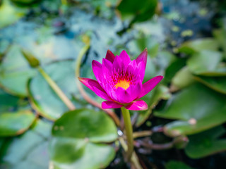 pink lotus flower with green leaves