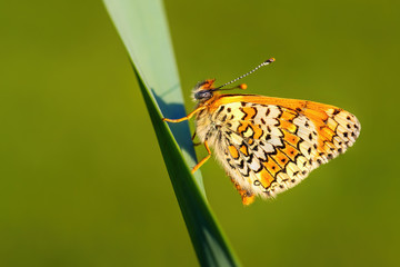 Glanville Fritillary - Melitaea cinxia, beautiful colored butterfly from European meadows and grasslands, Zlin, Czech Republic.