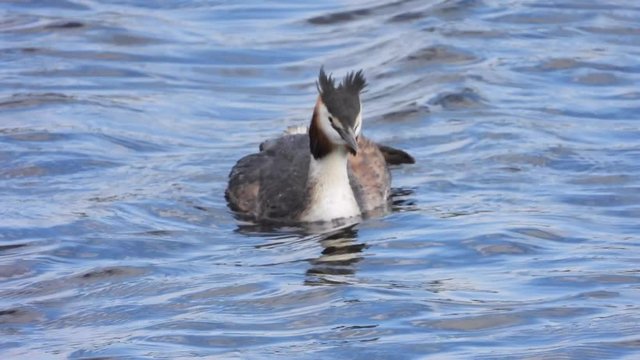 Haubentaucher&nbsp;(Podiceps cristatus)