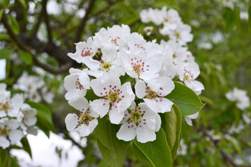 Branch of blossoming pear in garden