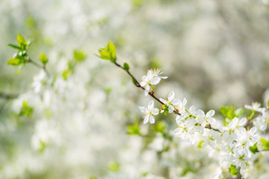 View of a blooming Sweet Bird Cherry Tree in Spring garden
