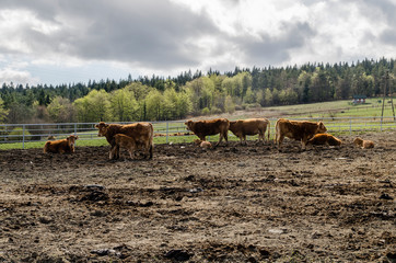 krowa © wedrownik52