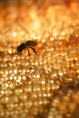 bees 
honey
hive
