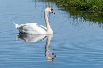 One white swan with orange beak, swim in a pond. Reflections in the water. Grasss in background. The sun shines on the feathers