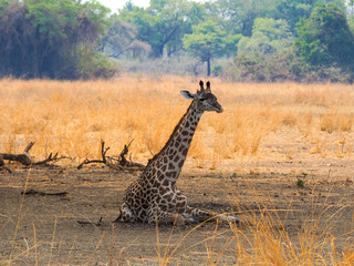 Baby giraffe lying in the grass