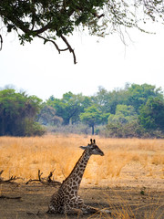 Baby giraffe lying in the savanna