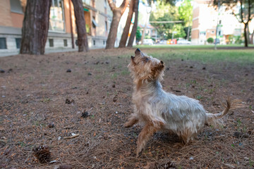 yorkshire terrier dog playing in the park with pine cones, small dog jumping in the green meadow on a beautiful day