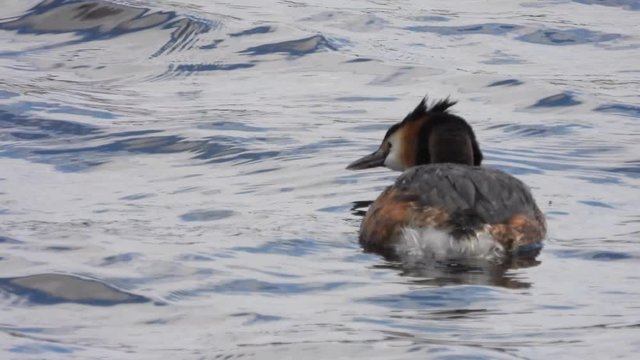 Haubentaucher&nbsp;(Podiceps cristatus)