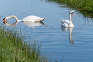 Two white swans with orange beaks swim in a pond, the sun shines on the feathers. Reflections in the blue water