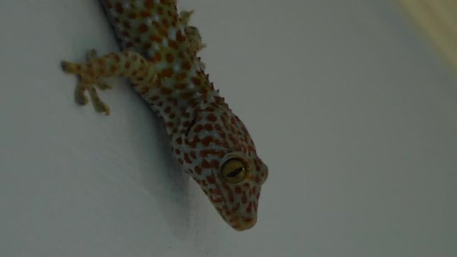 Tockay gecko on gray surface. From above Asian specie of lizard named tockay gecko crawling on gray surface in evening.