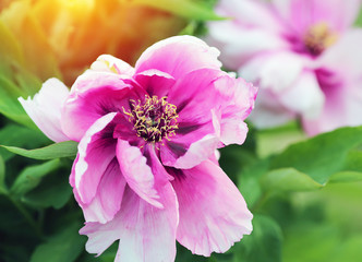 Pink peonie close-up. Flowers at the botanical garden.  Macro. Sun rays. Summer concept background. Flares, bokeh effects. Copy space.