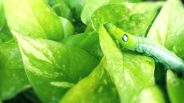 Green caterpillars climbing on leaves