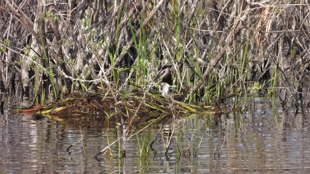 Haubentaucher&nbsp;(Podiceps cristatus) Paar a,m Nest