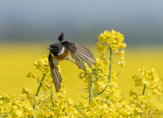 klaskawka w rzepaku © dejuna